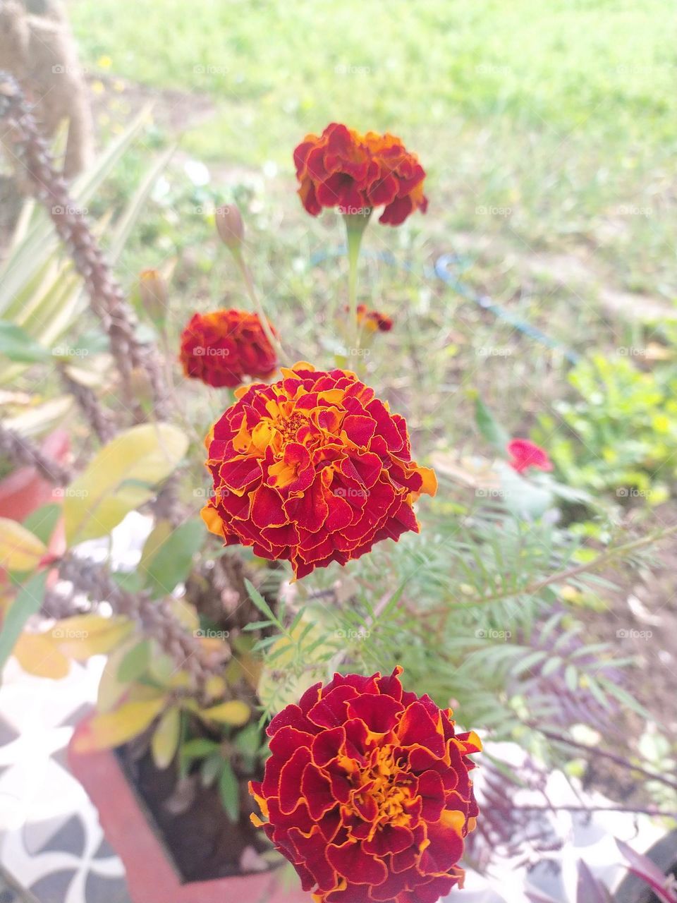 Colours of nature in winter