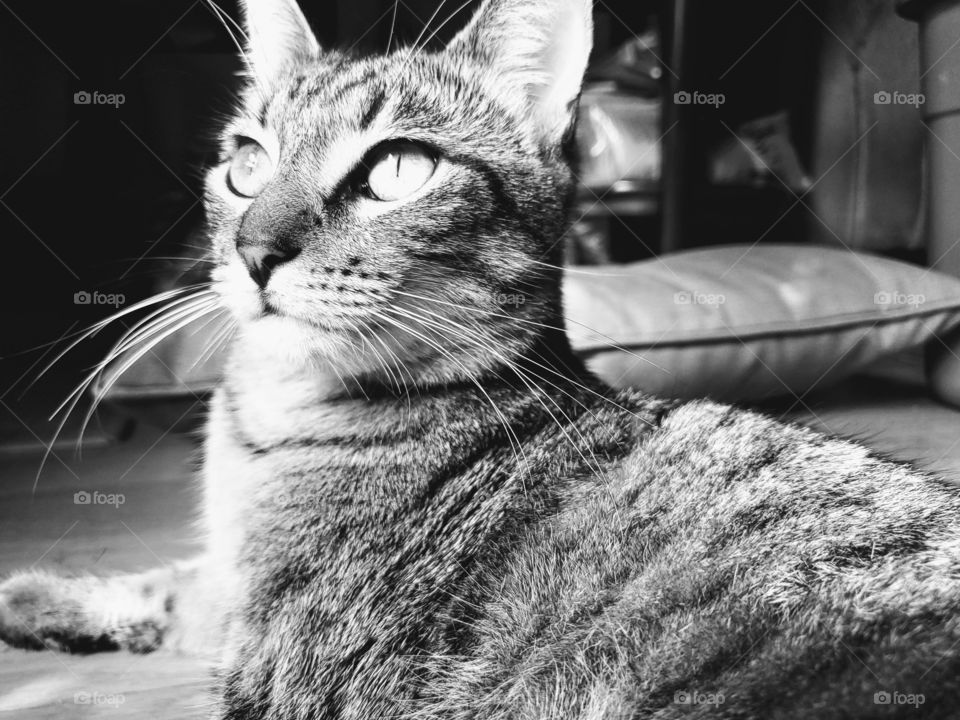 Black and white photo of a Tabby cat laying on the floor starring into the window light