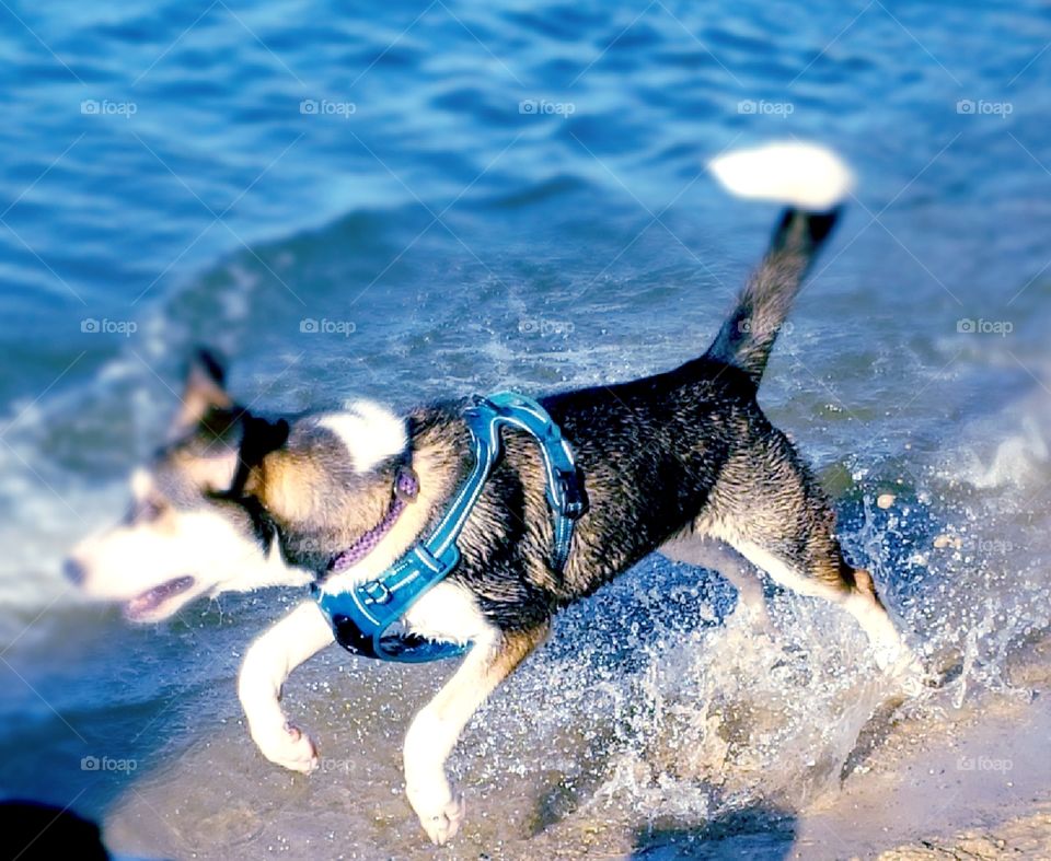 leaping water pup