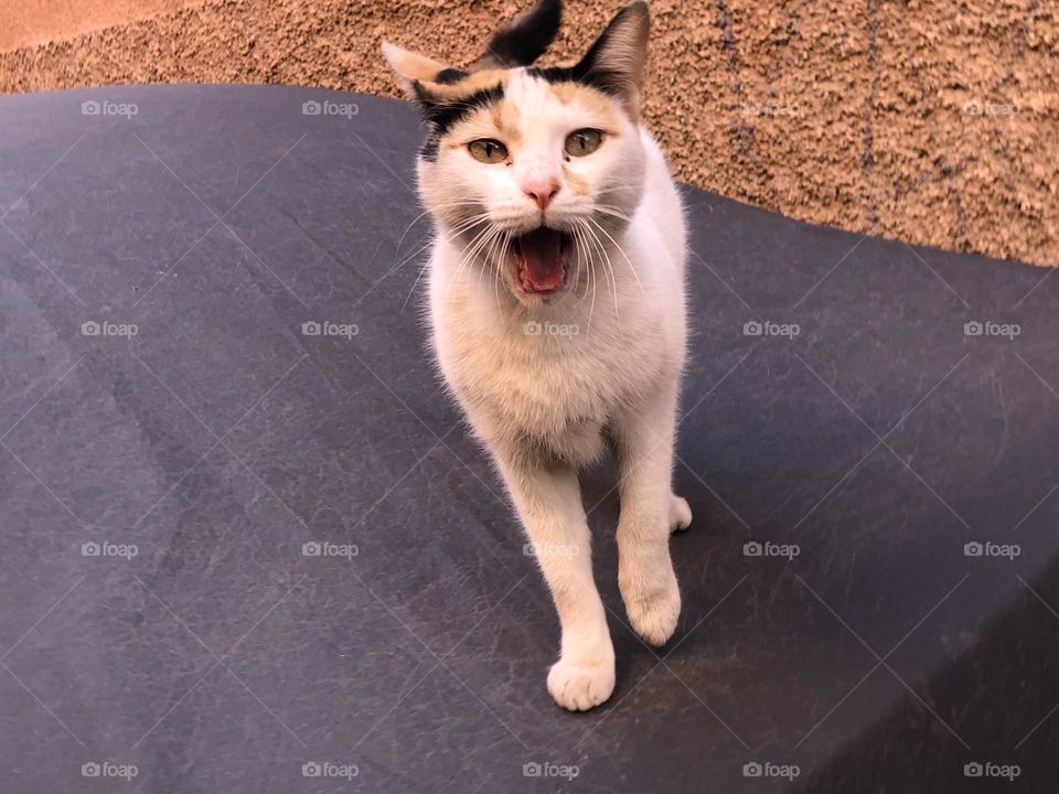 One cat sitting on a car .