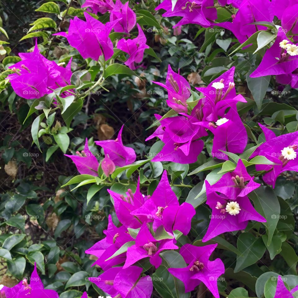 Beautiful bougainvillea