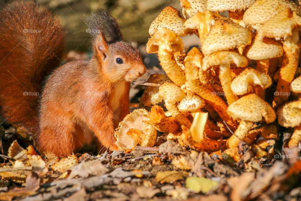 Red squirrel with autumn mushrooms