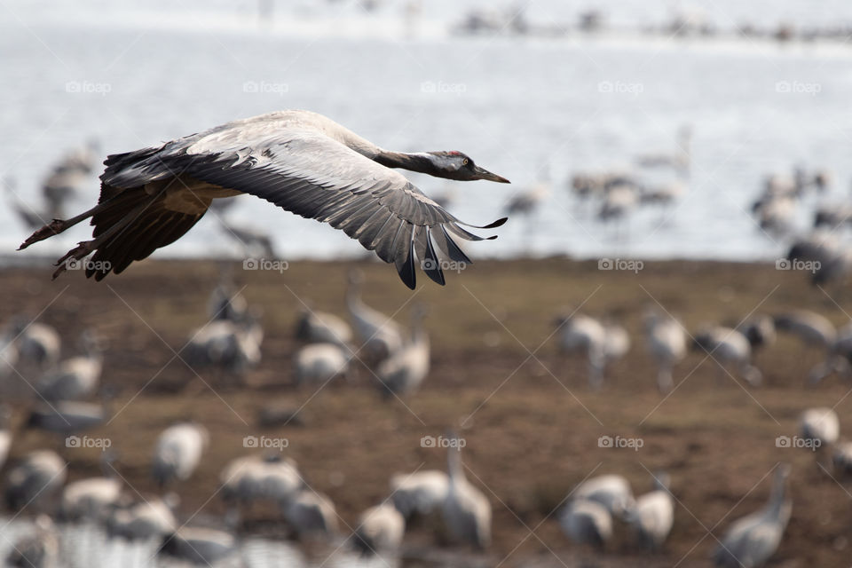 Crane bird in flight with widespread wings, flying over a flock of cranes on the ground 