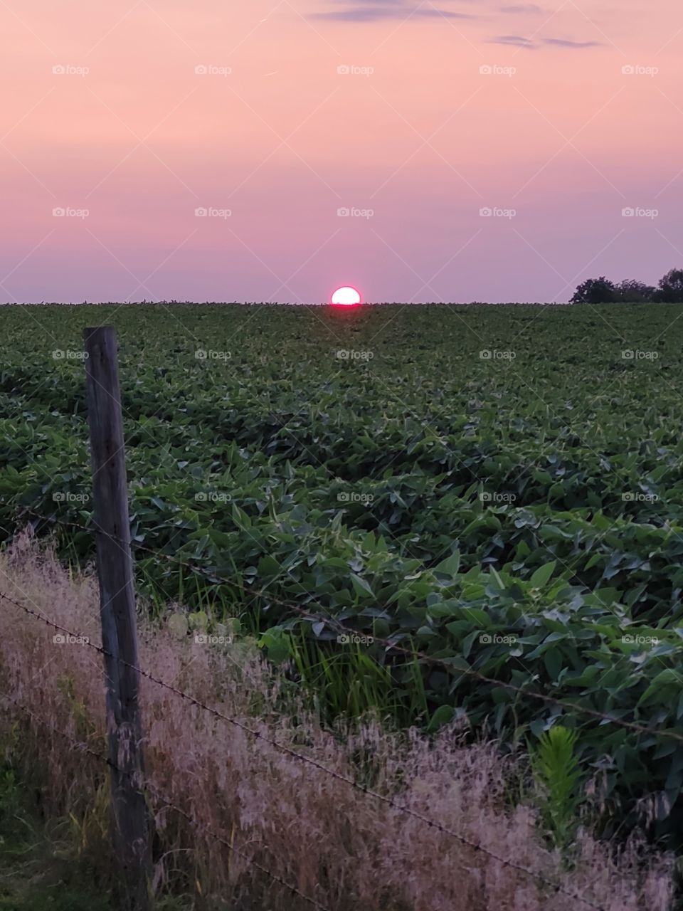 summer evening