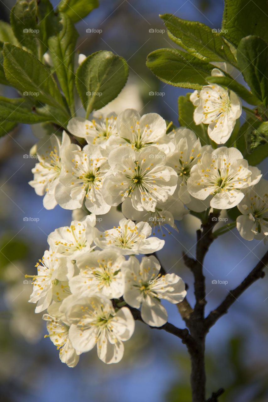 Blossoming pear tree with white flowers and green, young leaves in early spring on a sunny day.