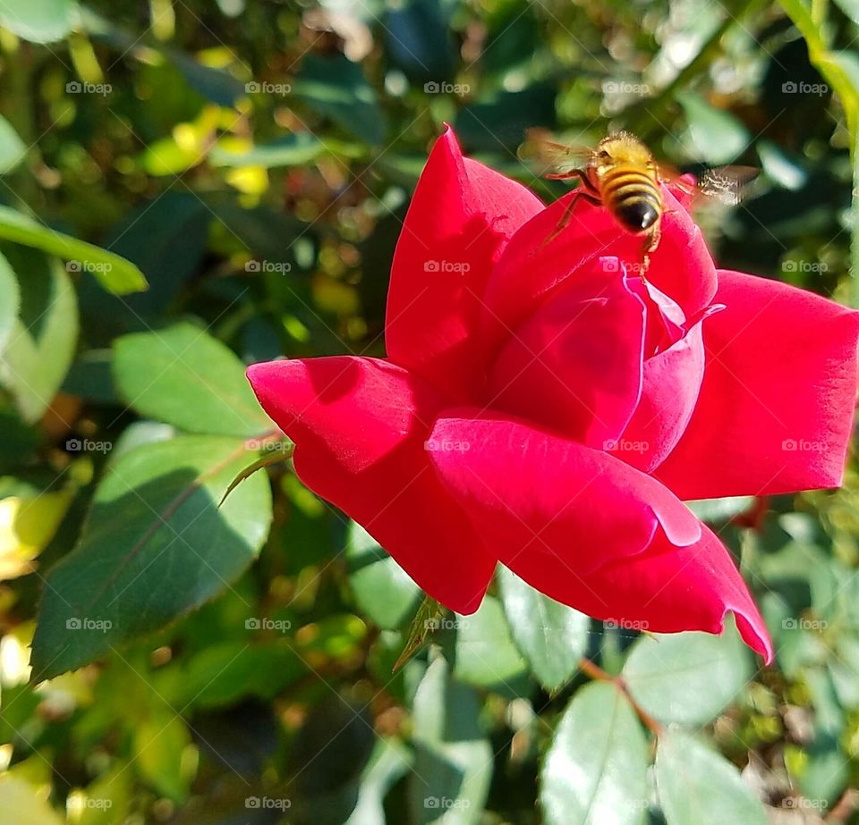 red rose with Bee