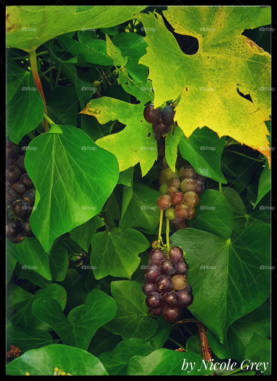 I heard it through the grape vine