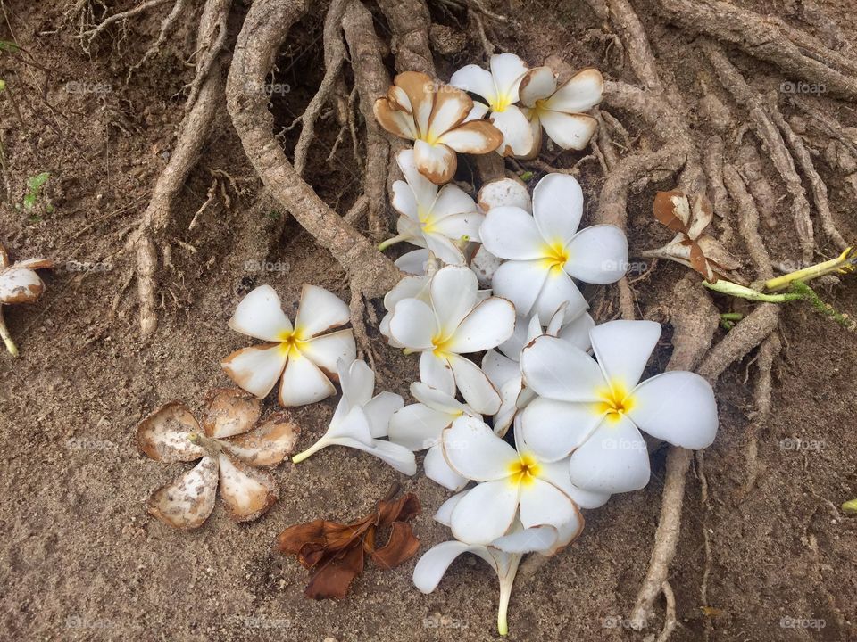 Flowers are the music of the ground ... from earth’s lips spoken without sound.