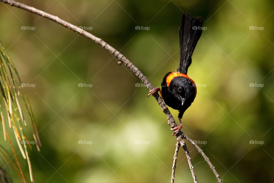 red-backed fairywren