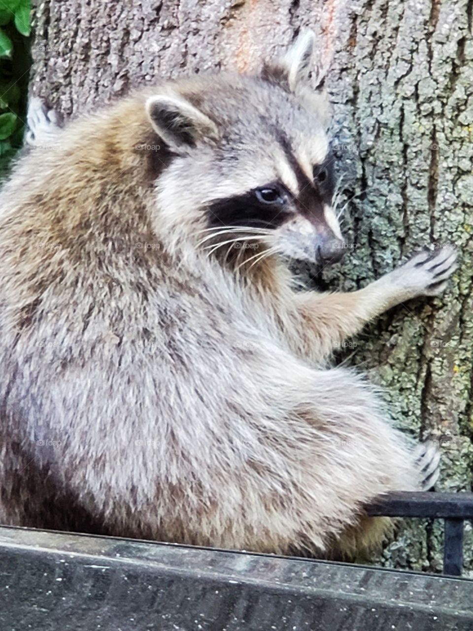 racoon
