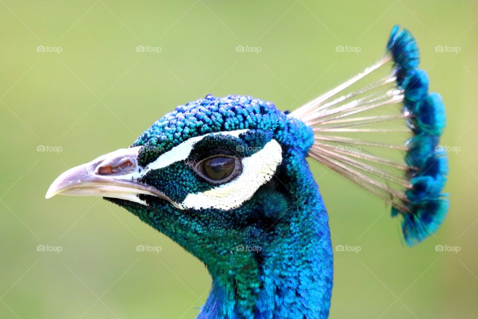 Beautiful peacock eye