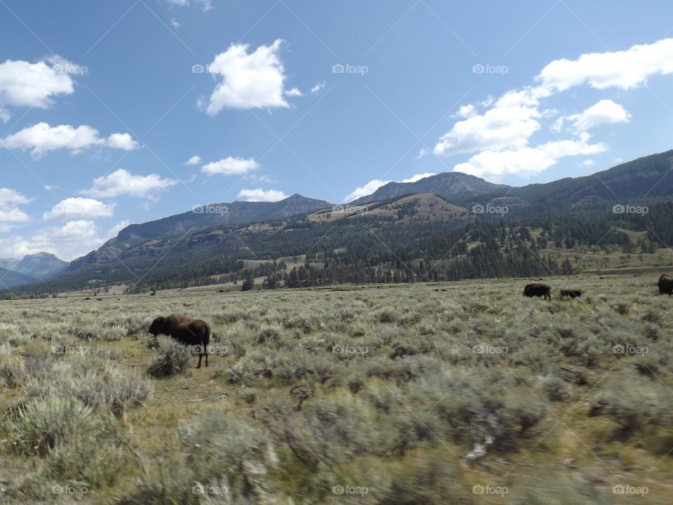 Buffalo in Yellowstone. day trip to Yellowstone