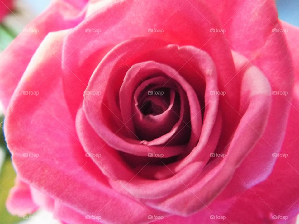 A Pink Flower