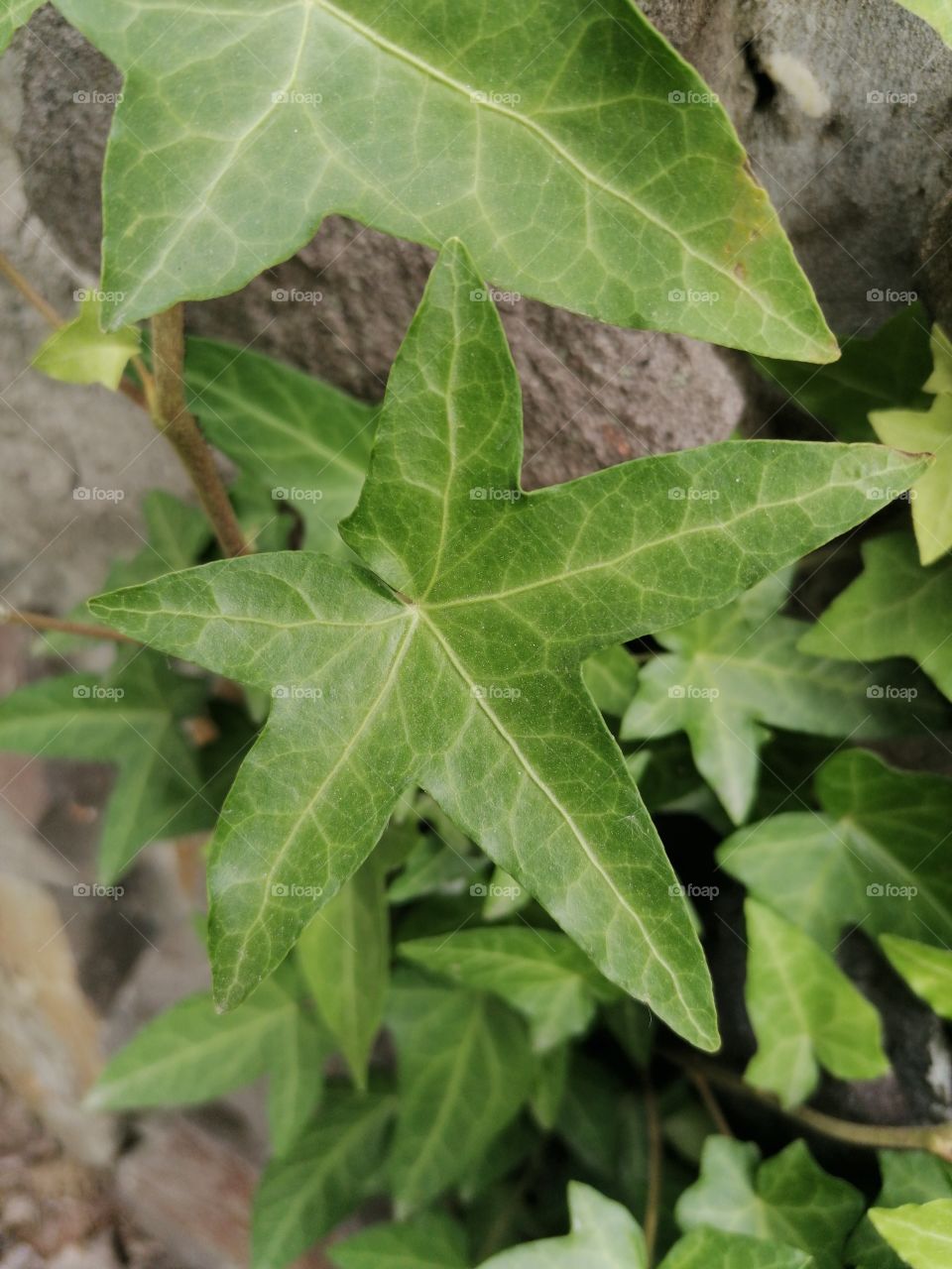 Interesting star leaf