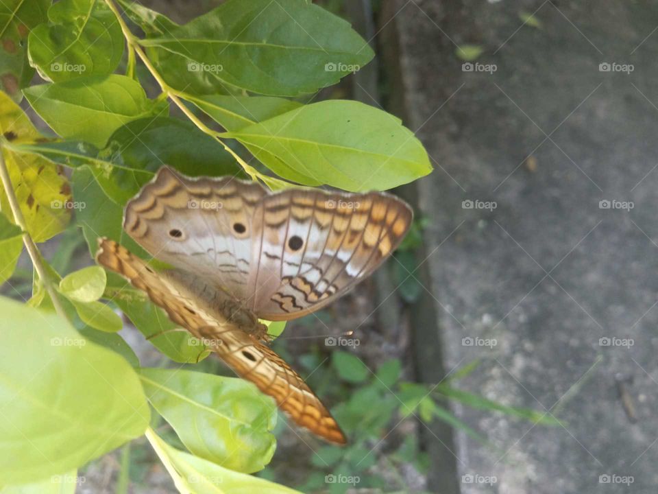 Jamaican flower with butterfly