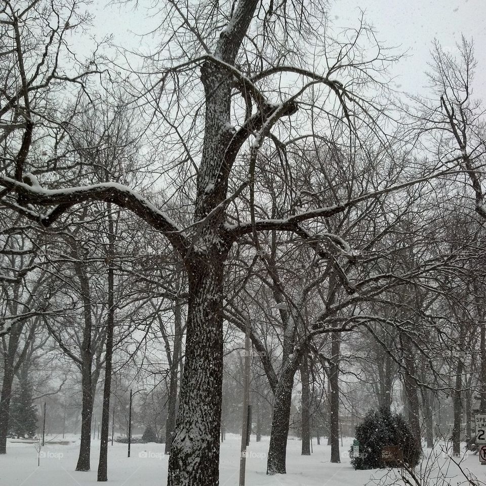 Snowy Trees