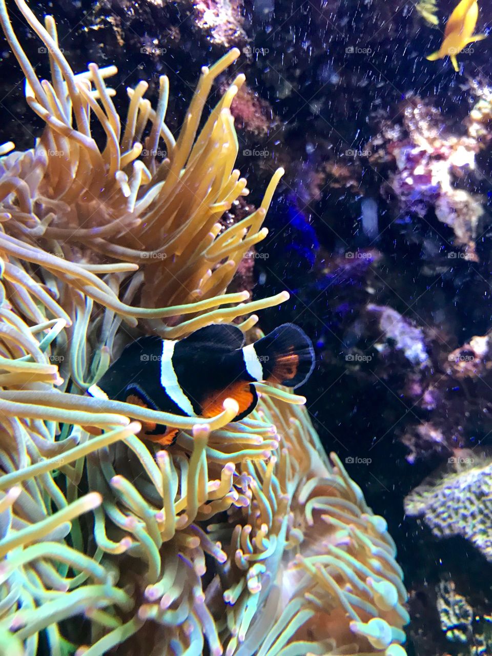 I found Nemo