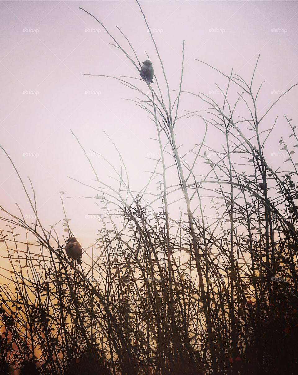 Birds silhouette on bushes