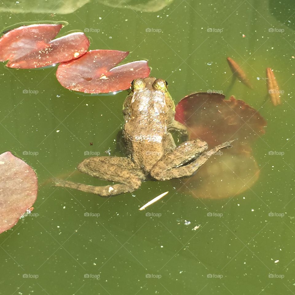 Frog. Bill frog in pond 