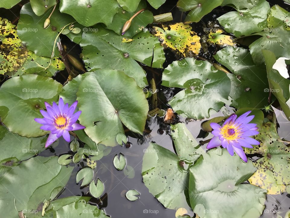 Tropical purple water lily flower