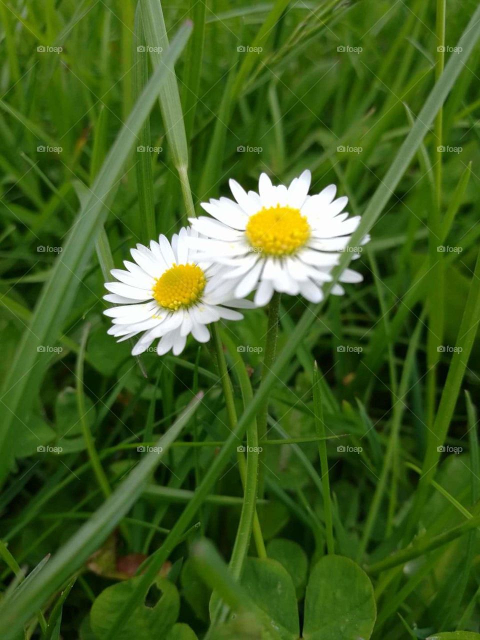 summer flowers