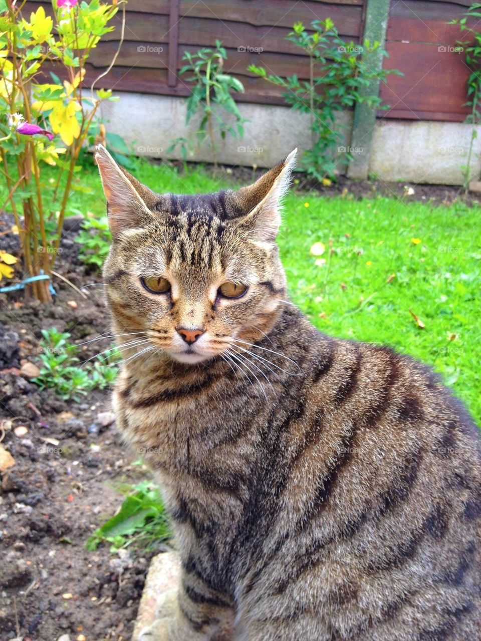 Betty loves to pose for the camera while guarding her garden.