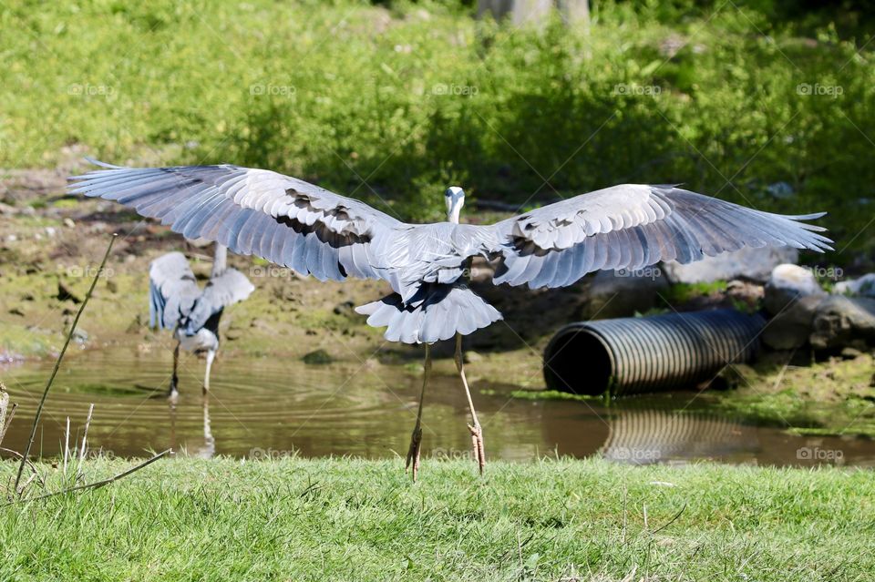 gray heron landing