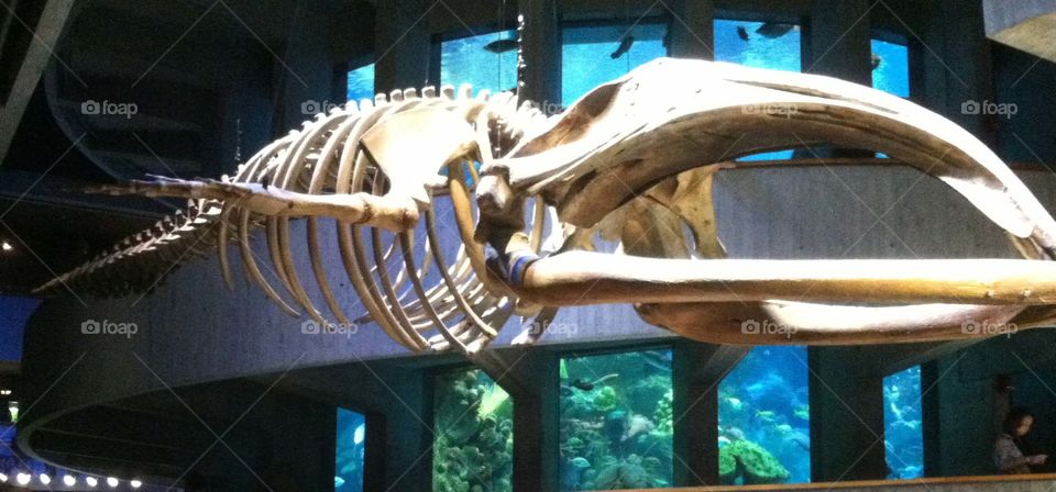 Whale Bones