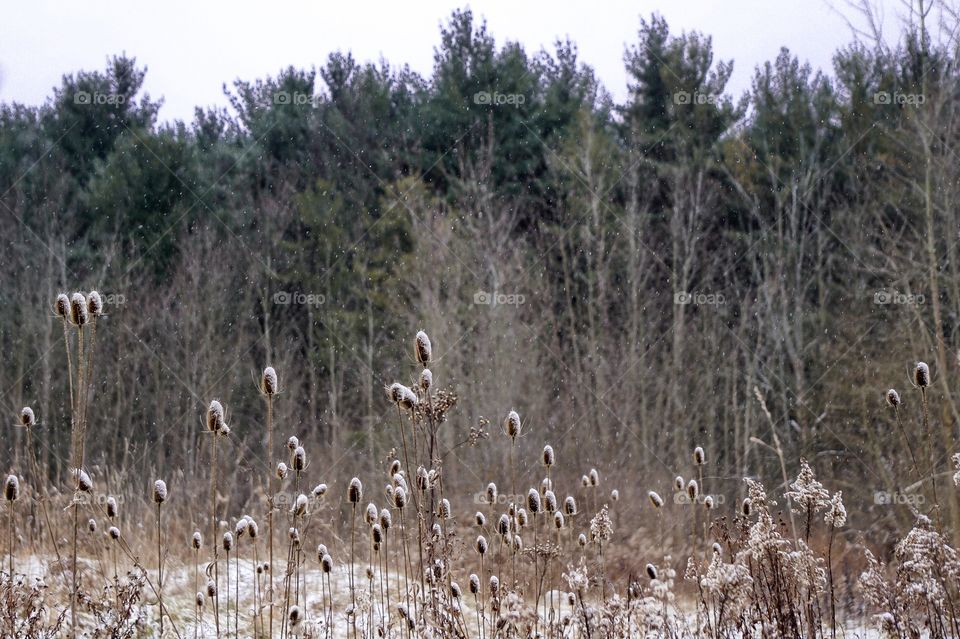 Winter forest