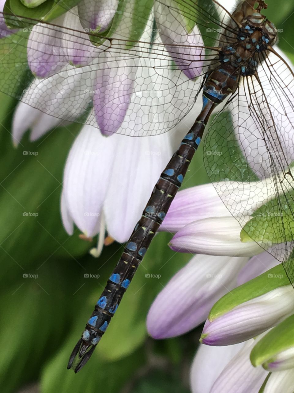 Blue dragonfly on red hosta white & mauve flower