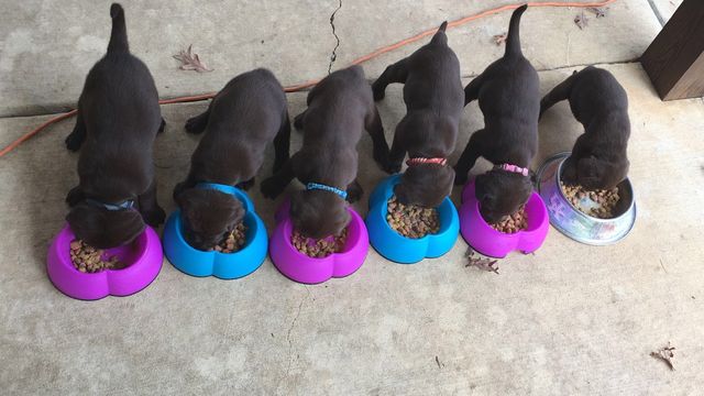 Chocolate Lab puppies