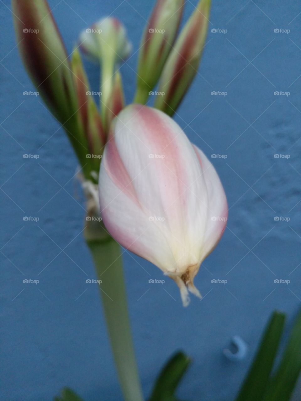 Close-up of a flower bud