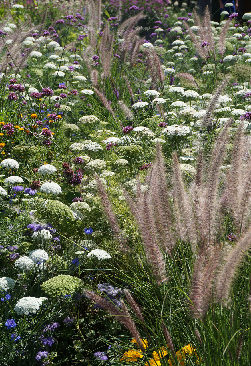 Field of flowers and grasses