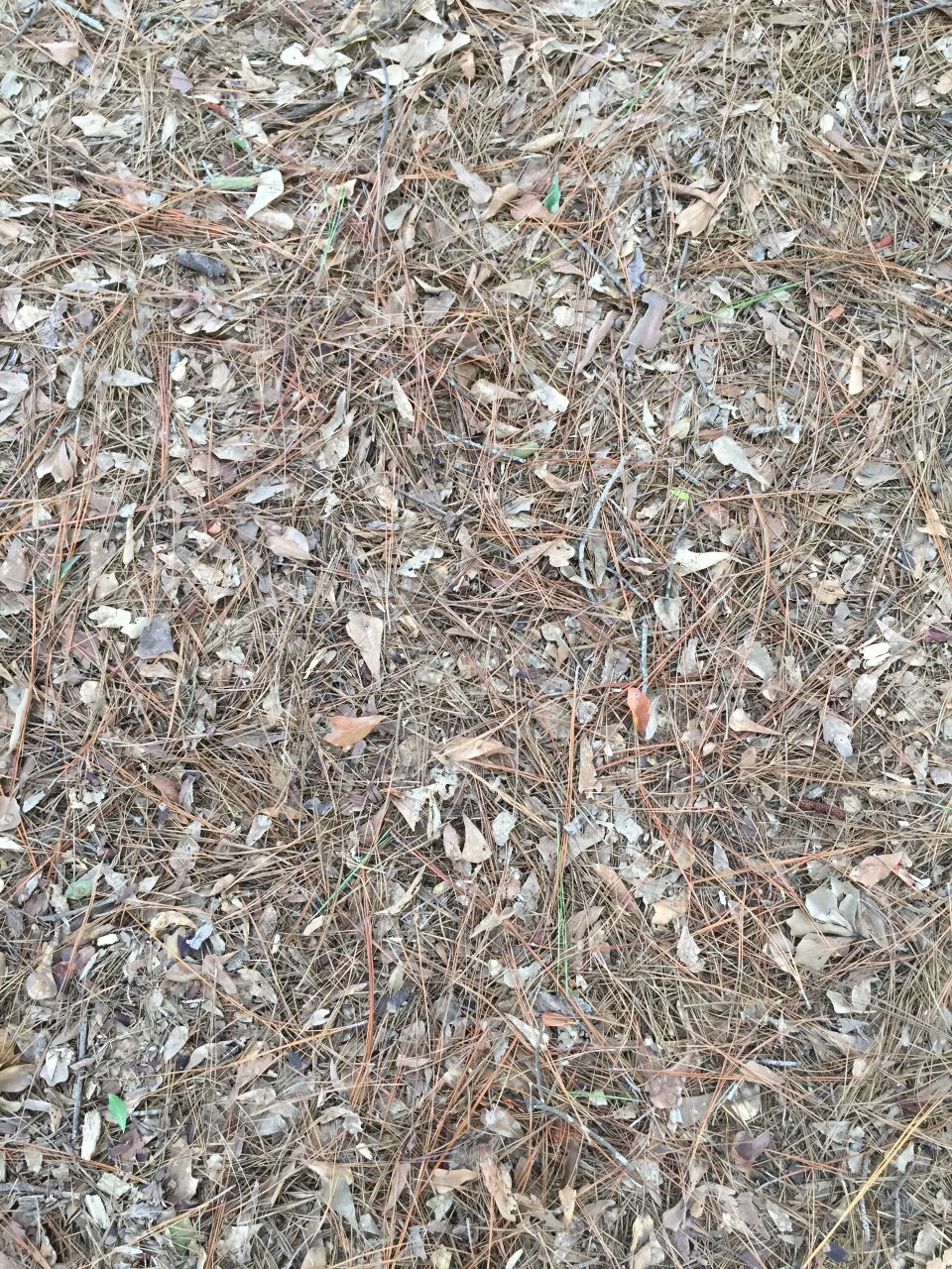 Pine groundcover 
