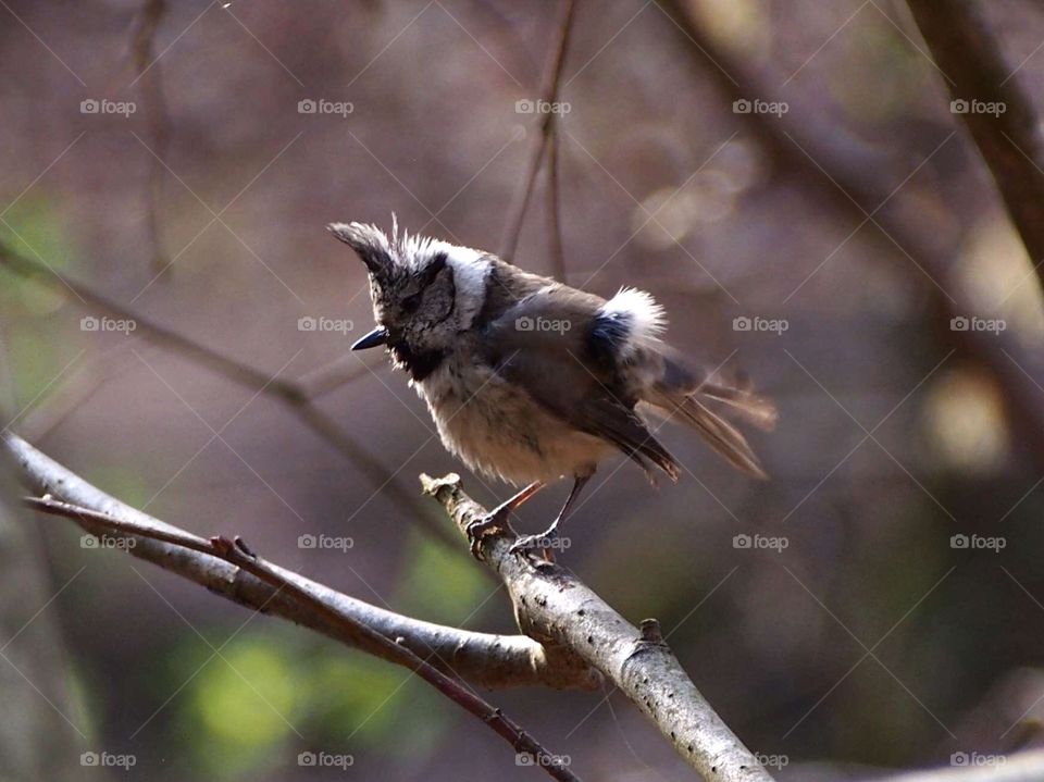 Crested tit in April