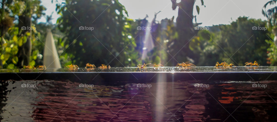 Ants at work; busy in Thailand 