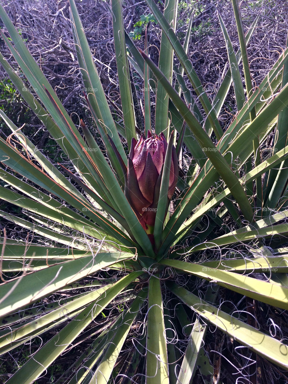 Yucca bloom... springtime!