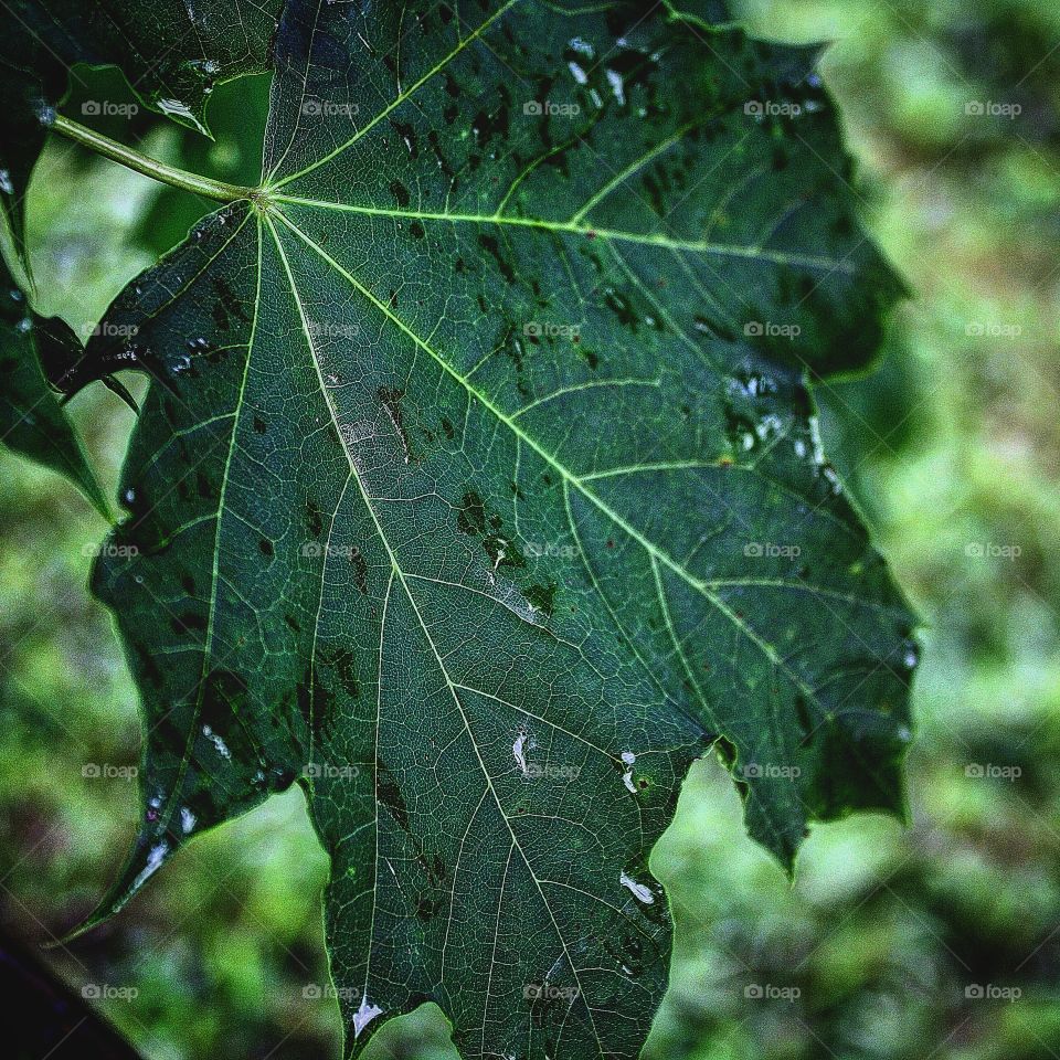 leaf after rain