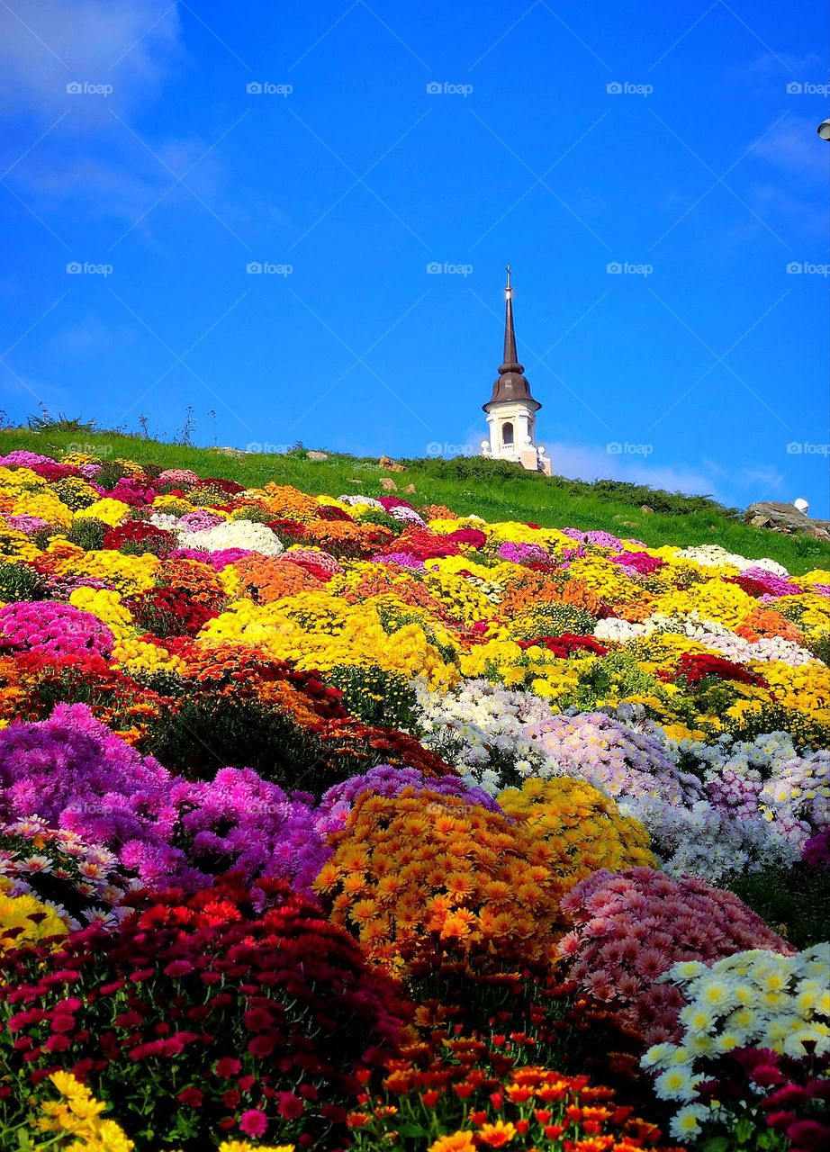 Nature. Multicolored flowers on a green hill