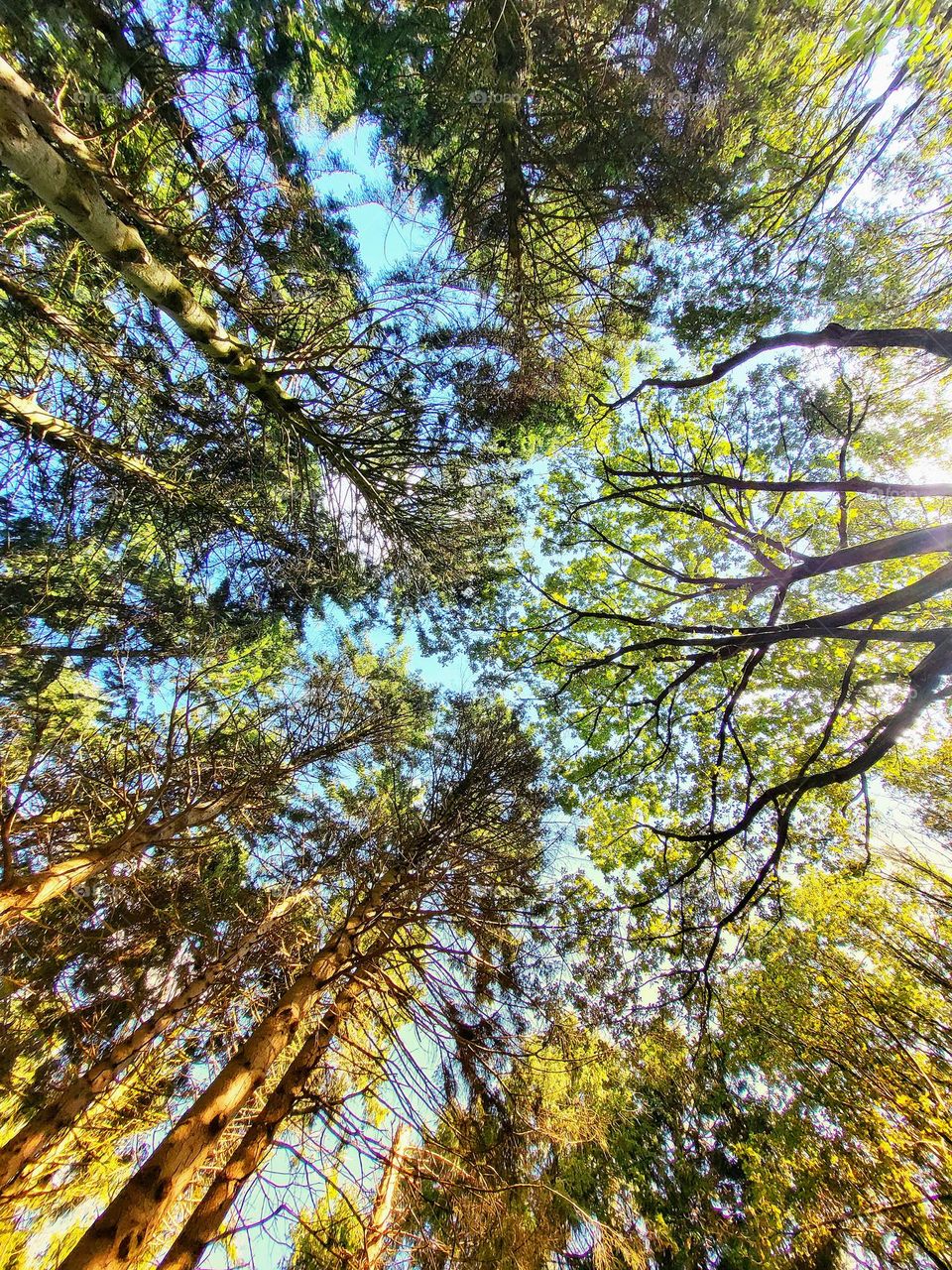 As if the trees are  talking to each other in the sky.💛💚🧡