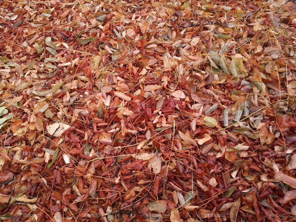 Fall leaves 🍂