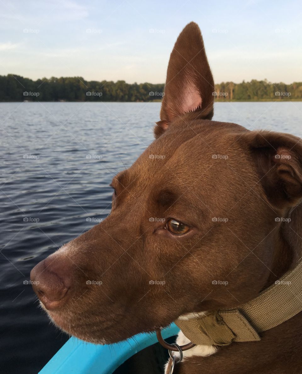 My brown dog on the lake
