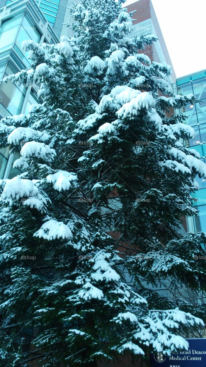 Winter, Snow, Tree, Frost, Wood