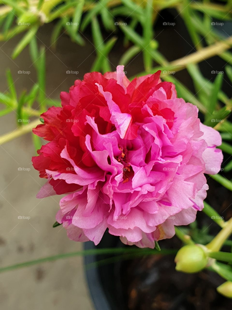  Portulaca Grandiflora or Moss-rose