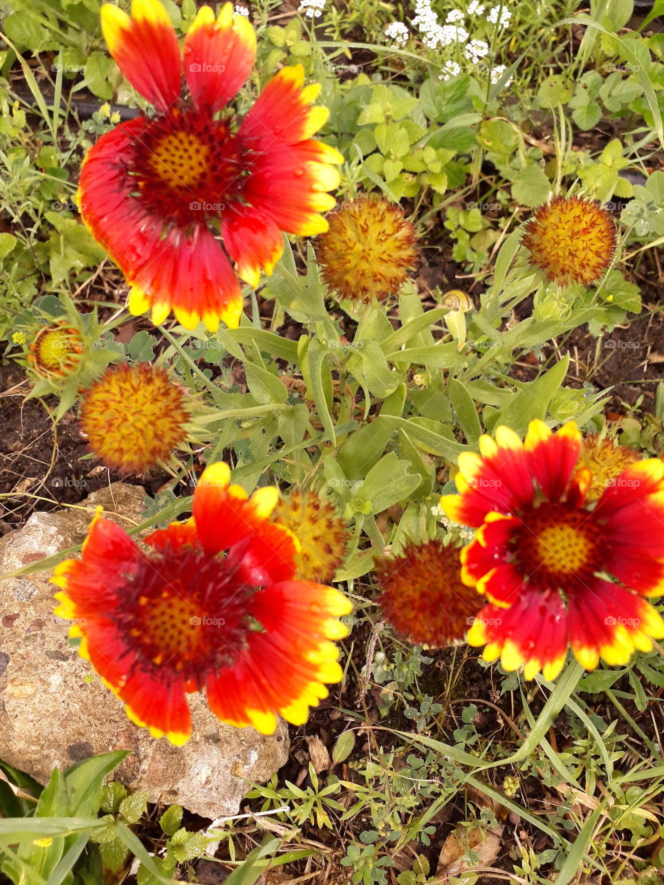 orange garden gailardia