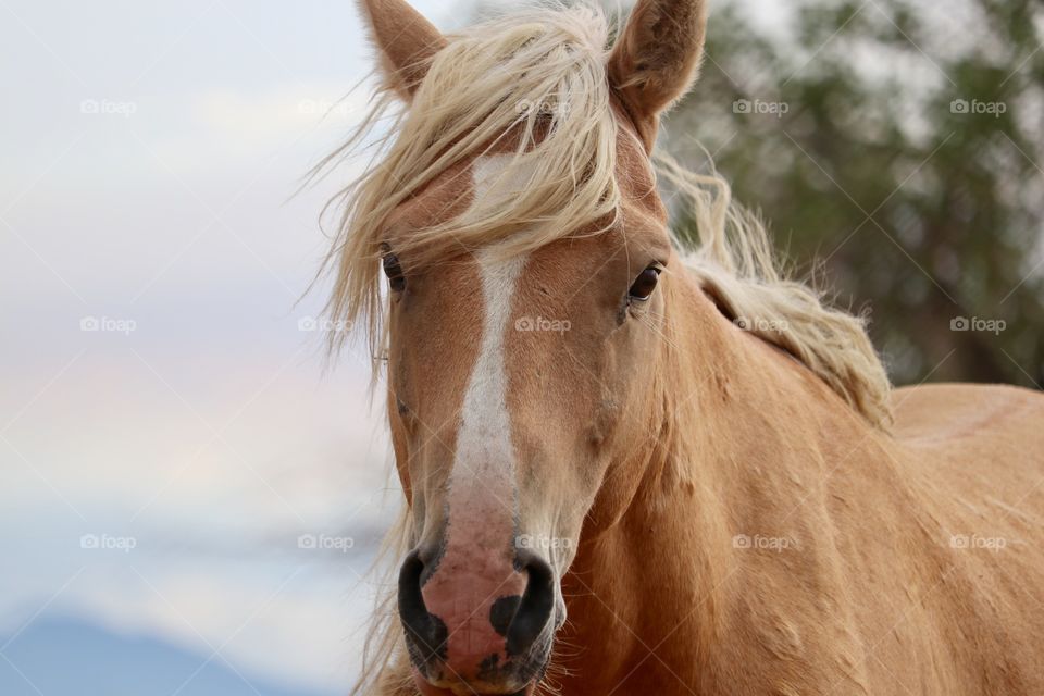 Handsome closeup shot of wild Palomino shot in the high sierras of Nevada 