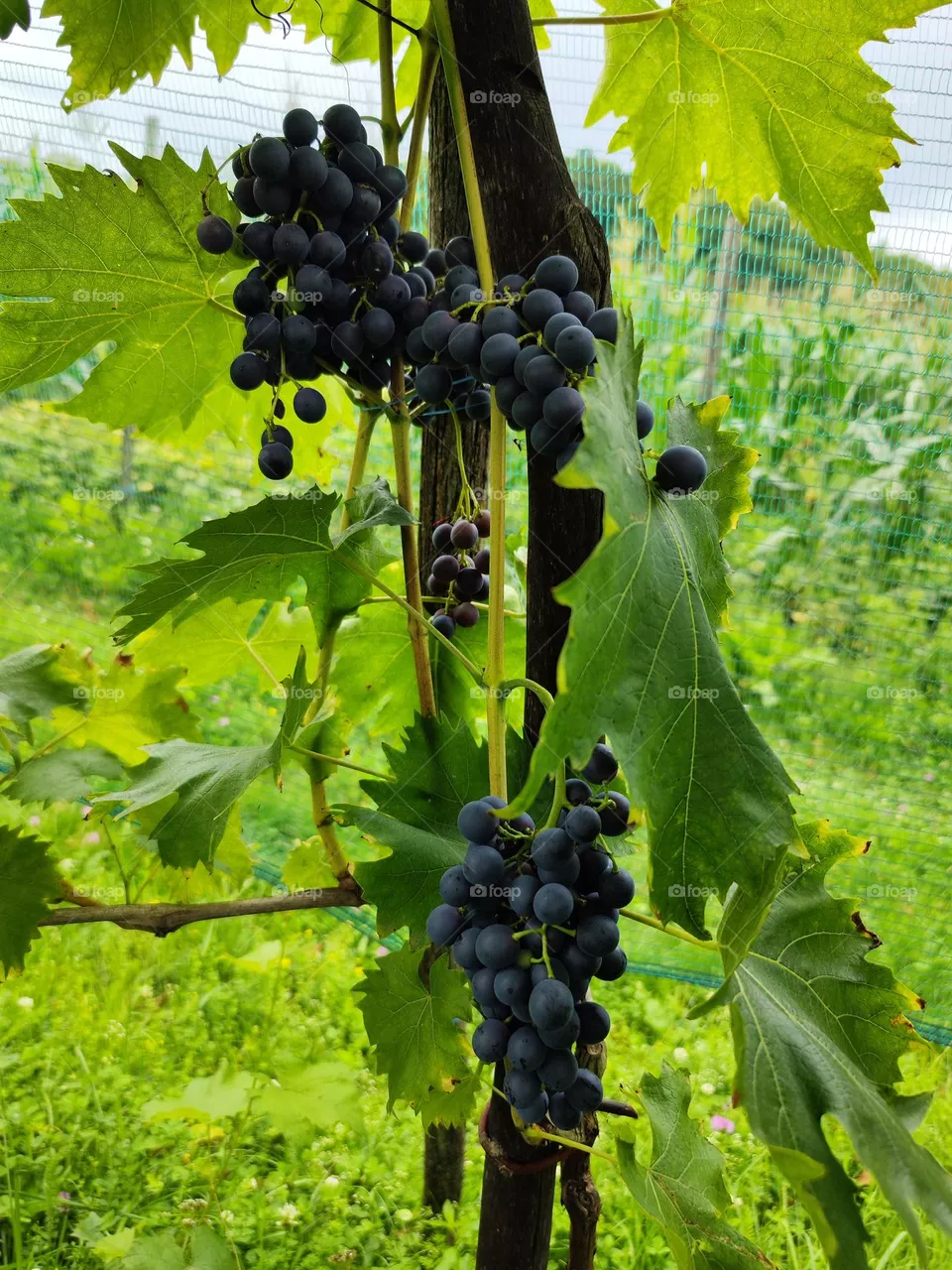 grapes 3 😁