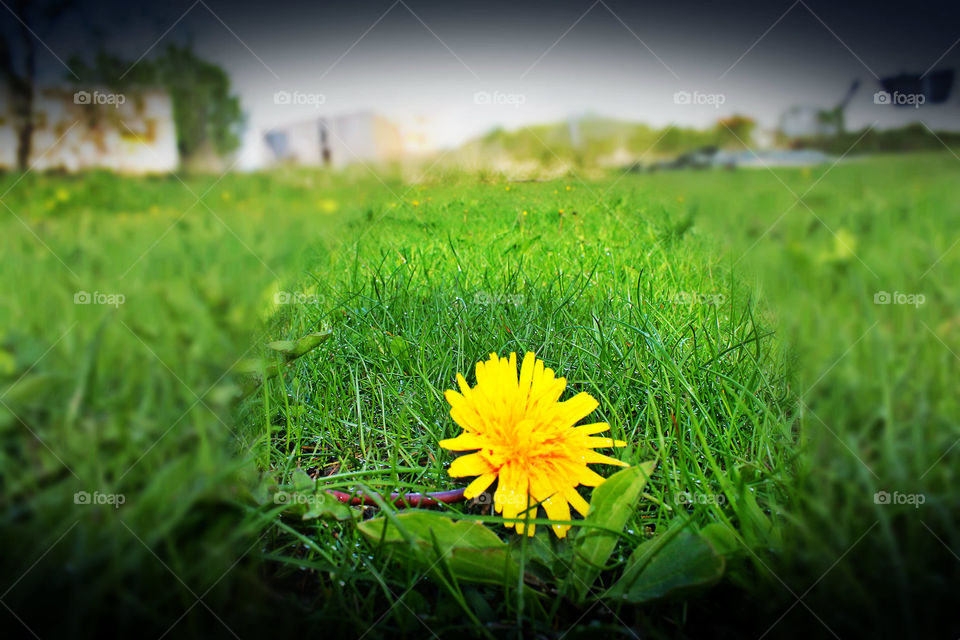 Flower. summer in norway