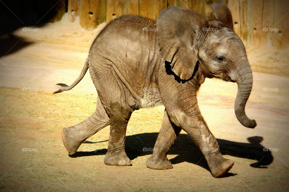 baby zoo elephant babyelephant by lmtrent