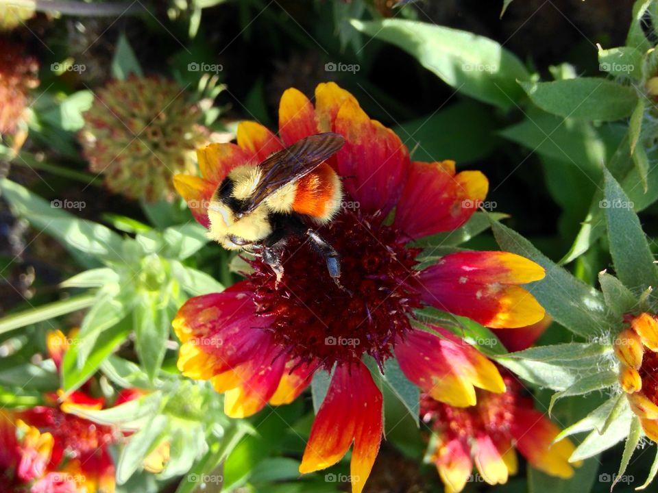 Yellow bee on flower